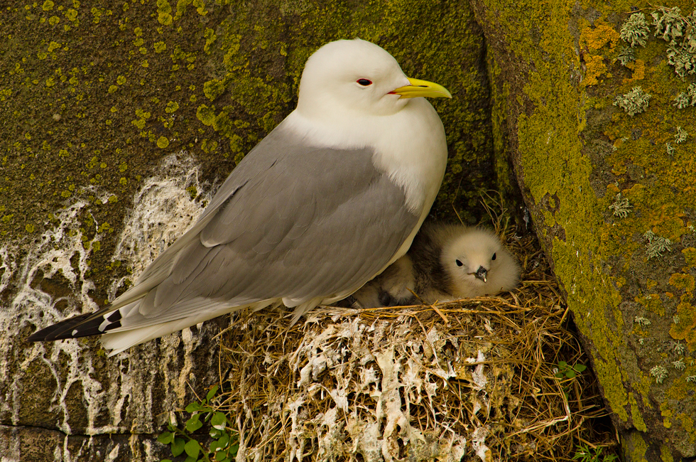 Imagen 9 de la galería de Aves